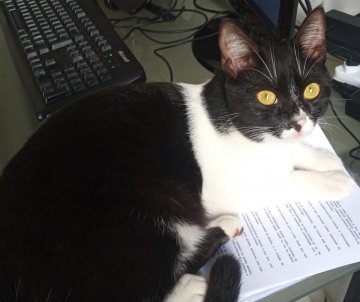 imagem de um gato
