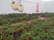 Plantação de pimenta na cadeia de Remígio 