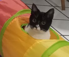 Imagem de gato