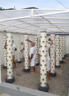 Imagem de reeducandos cultivando hostaliças